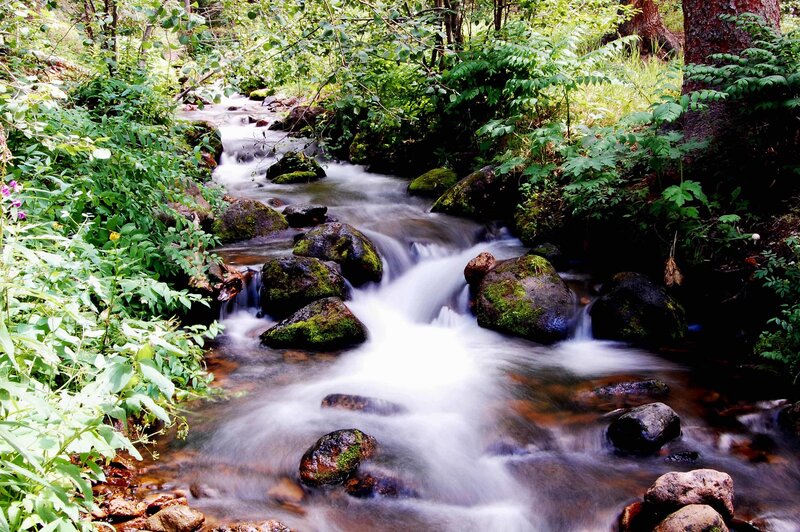 Stream in Forest — Green, Serene, Afternoon, Photograph, Rocks