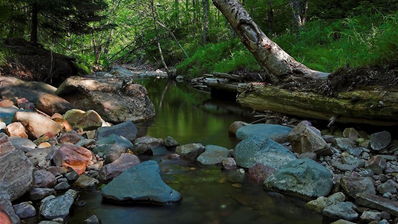 Stream in Forest — Green, Serene, Afternoon, Photograph, Rocks, Trees, Fallen Log, Brown, Gray