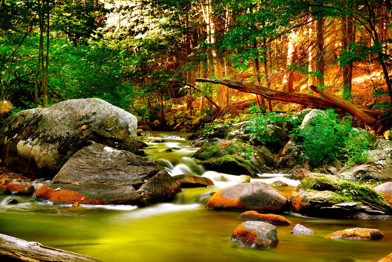 Stream in Forest — Green, Serene, Afternoon, Photograph, Rocks, Trees, Fallen Log, Brown, Yellow