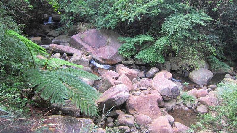 Stream in Forest — Green, Serene, Afternoon, Photograph, Rocks, Trees, Ferns