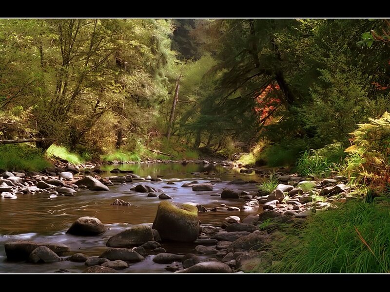 Stream in Forest — Green, Serene, Afternoon, Photograph, Rocks, Trees, Grass, Brown