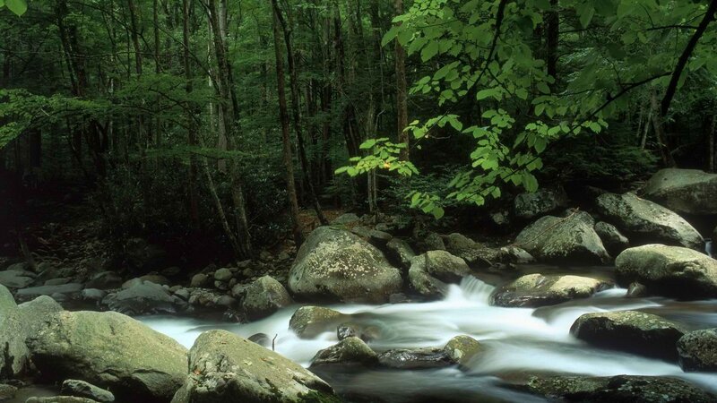 Stream in Forest — Green, Serene, Afternoon, Photograph, Rocks, Trees, Leaves, Gray