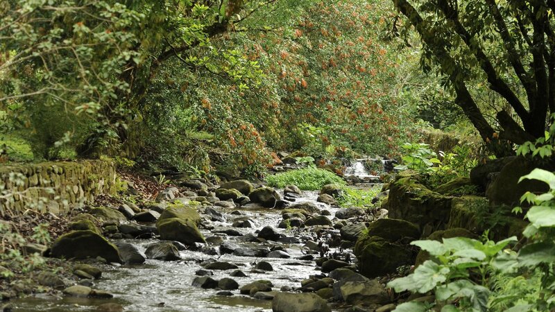 Stream in Forest — Green, Serene, Afternoon, Photograph, Rocks, Trees, Plants, Brown, Gray