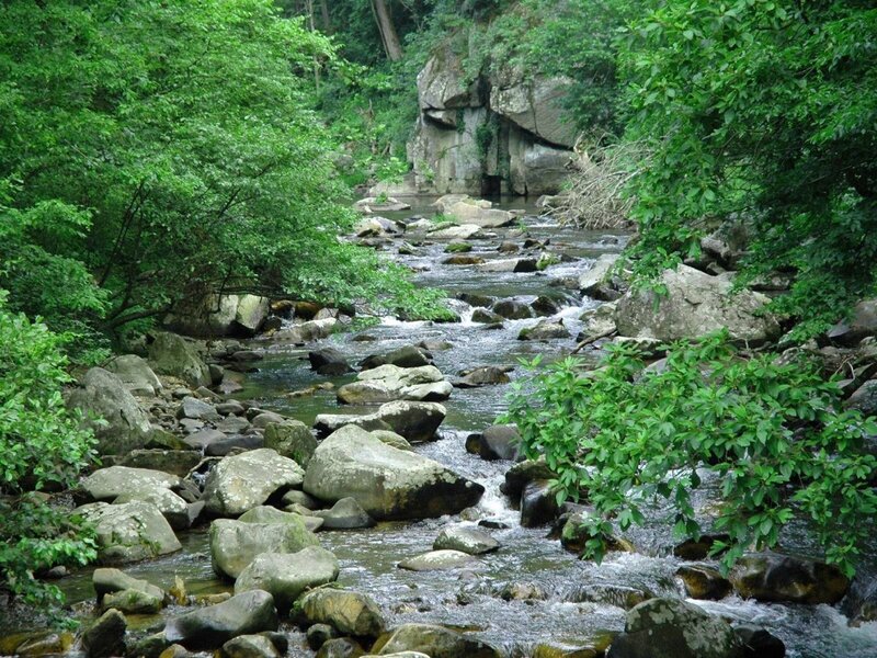 Stream in Forest — Green, Serene, Afternoon, Photograph, Rocks, Trees, River, Gray, Brown