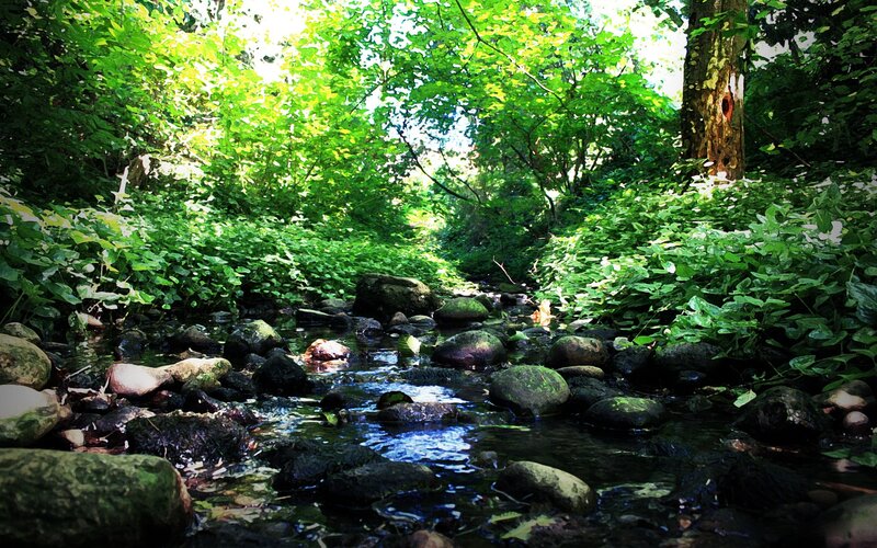 Stream in Forest — Green, Serene, Afternoon, Photograph, Rocks, Trees, Water, Brown, Blue