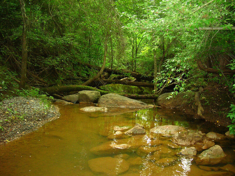 Stream in Forest — Green, Serene, Afternoon, Photograph
