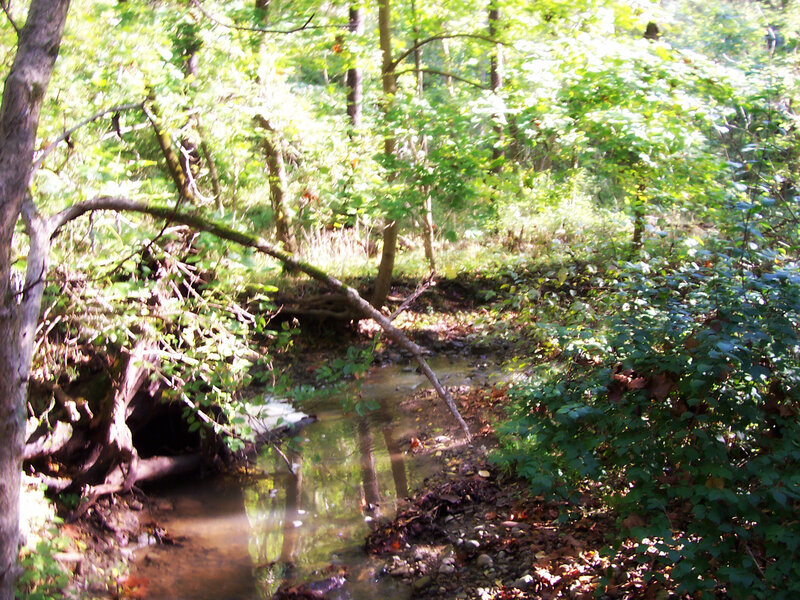 Stream in Forest — Green, Serene, Afternoon, Photograph, Trees, Bushes, Fallen Branch