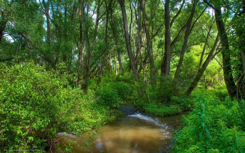 Stream in Forest — Green, Serene, Afternoon, Photograph, Trees, Bushes, Water