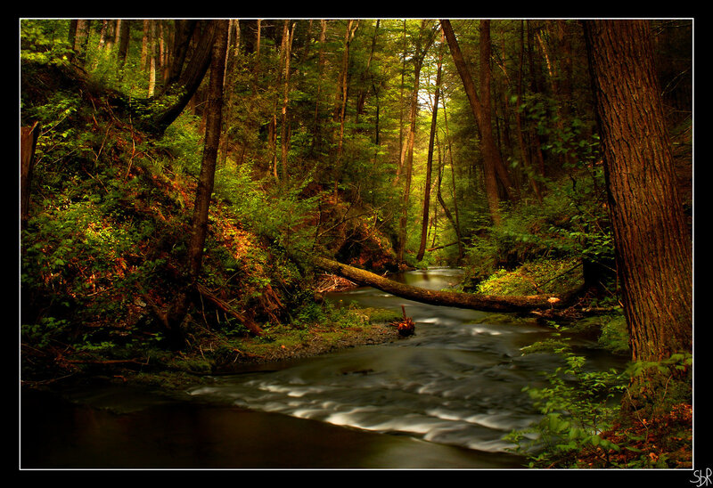 Stream in Forest — Green, Serene, Afternoon, Photograph, Trees, Fallen Log, River, Brown, White, Sbr