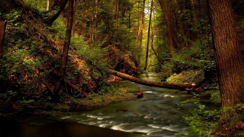 Stream in Forest — Green, Serene, Afternoon, Photograph, Trees, Fallen Log