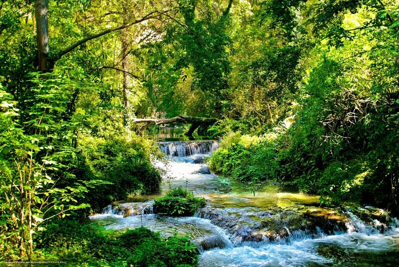 Stream in Forest — Green, Serene, Afternoon, Photograph, Trees, Fallen Tree, Rocks