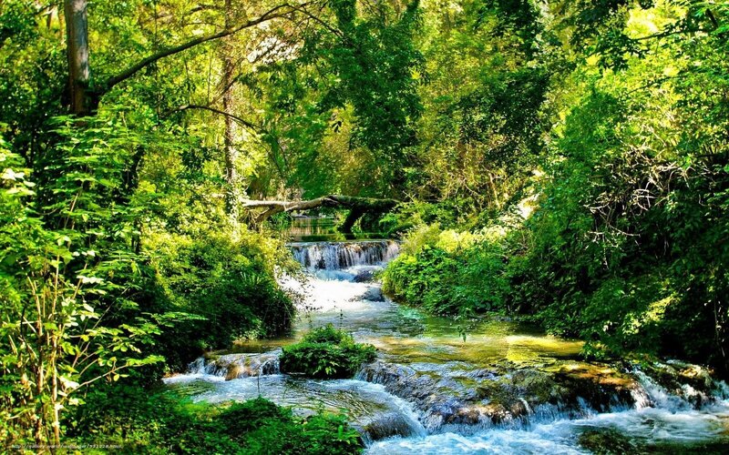 Stream in Forest — Green, Serene, Afternoon, Photograph, Trees, Fallen Tree