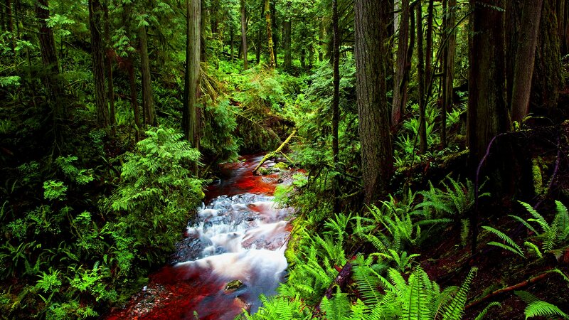 Stream in Forest — Green, Serene, Afternoon, Photograph, Trees, Ferns, Fallen Log