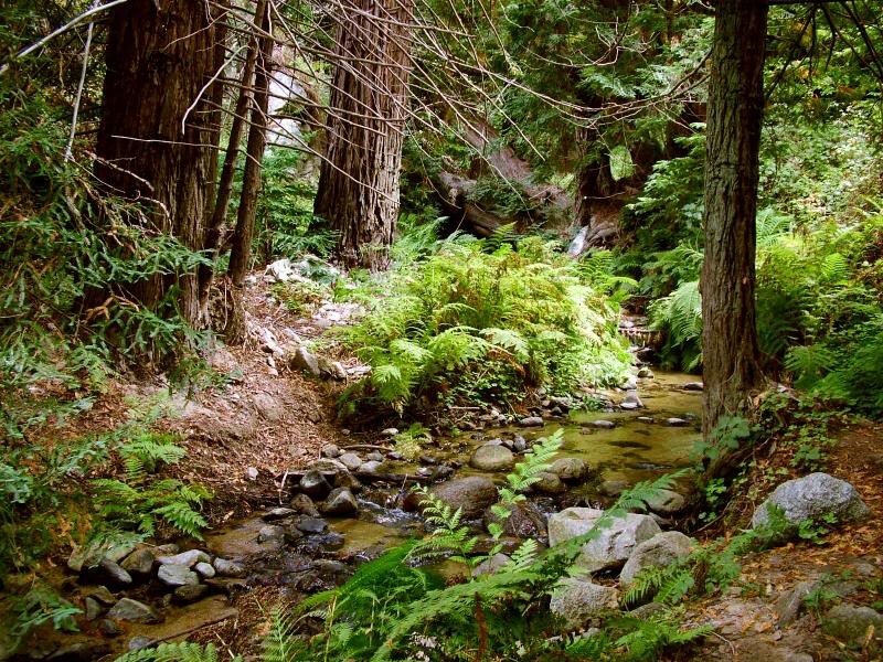 Stream in Forest — Green, Serene, Afternoon, Photograph, Trees, Ferns