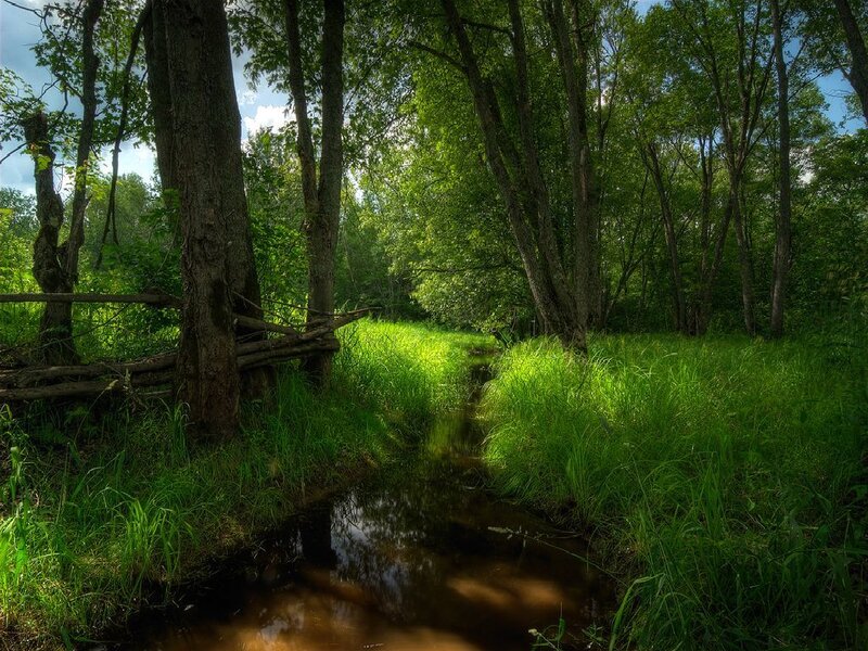 Stream in Forest — Green, Serene, Afternoon, Photograph, Trees, Grass, Fence