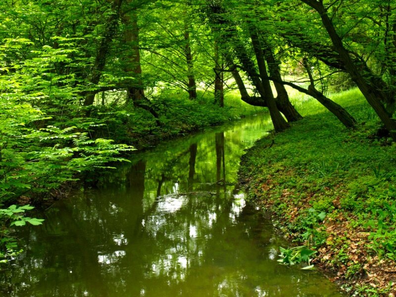 Stream in Forest — Green, Serene, Afternoon, Photograph, Trees, Grass, Leaves