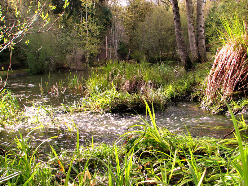 Stream in Forest — Green, Serene, Afternoon, Photograph, Trees, Grass