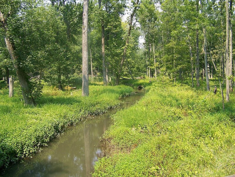 Stream in Forest — Green, Serene, Afternoon, Photograph, Trees, Grass, Water, Brown
