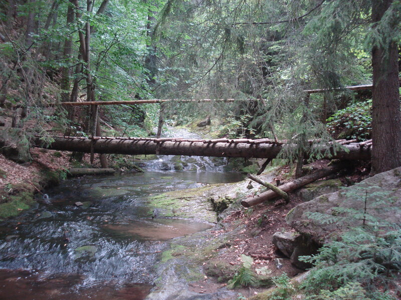 Stream in Forest — Green, Serene, Afternoon, Photograph, Trees, Logs