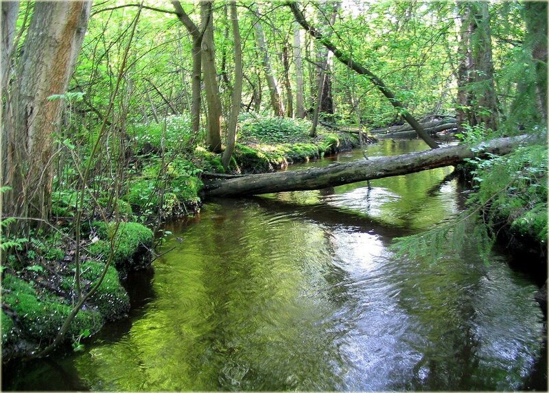 Stream in Forest — Green, Serene, Afternoon, Photograph, Trees, Moss, Fallen Log, Brown, White