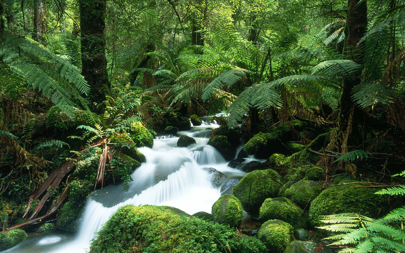 Stream in Forest — Green, Serene, Afternoon, Photograph, Trees, Moss, Rocks, Ferns