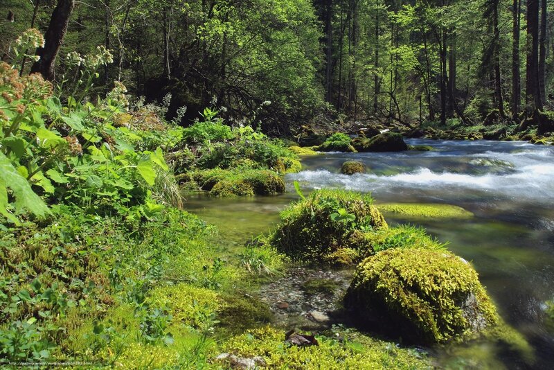 Stream in Forest — Green, Serene, Afternoon, Photograph, Trees, Moss, Rocks, Plants, Blue