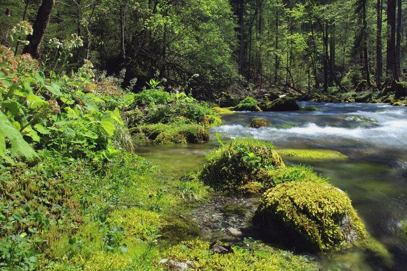 Stream in Forest — Green, Serene, Afternoon, Photograph, Trees, Moss, Rocks, Plants