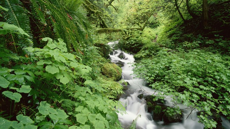 Stream in Forest — Green, Serene, Afternoon, Photograph, Trees, Moss, Rocks, Plants, White