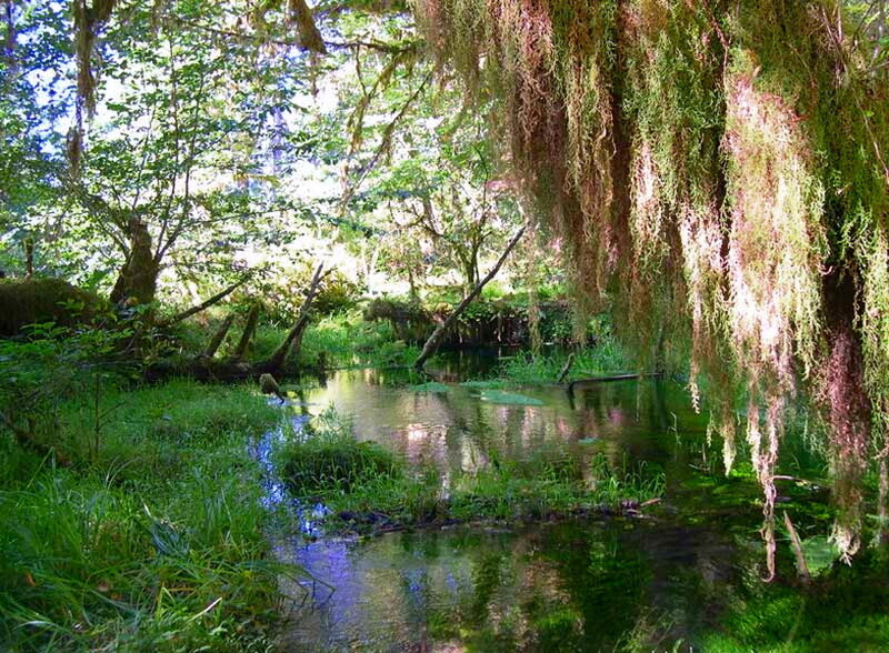 Stream in Forest — Green, Serene, Afternoon, Photograph, Trees, Moss