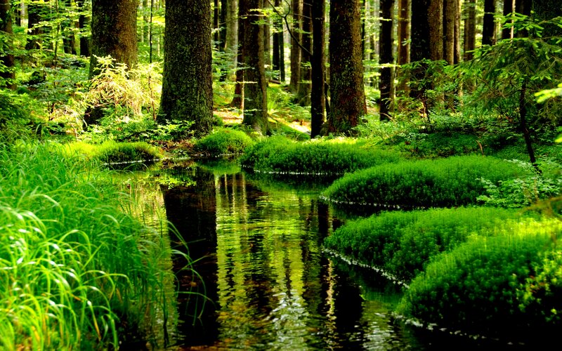 Stream in Forest — Green, Serene, Afternoon, Photograph, Trees, Moss, Water