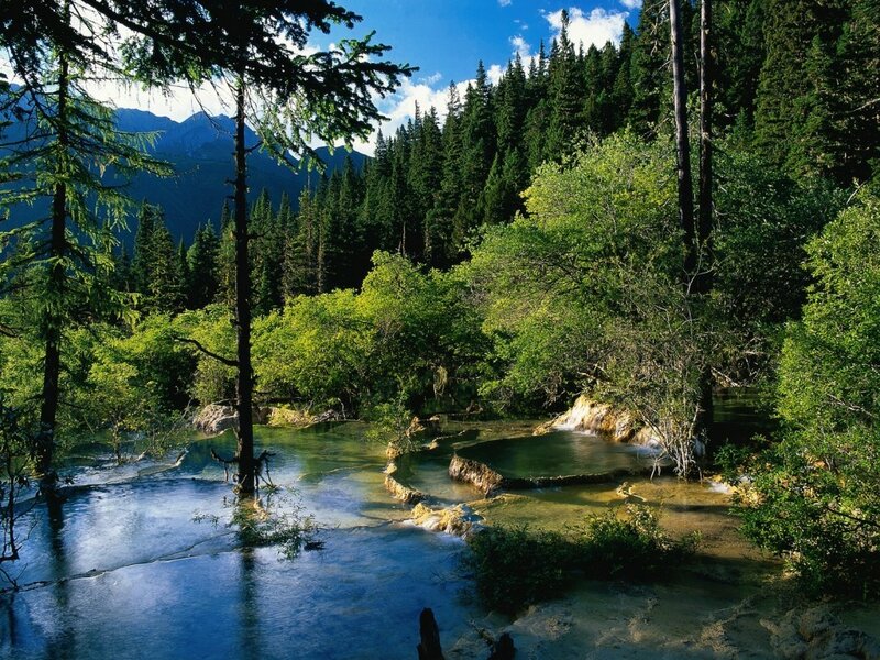 Stream in Forest — Green, Serene, Afternoon, Photograph, Trees, Mountains, Water