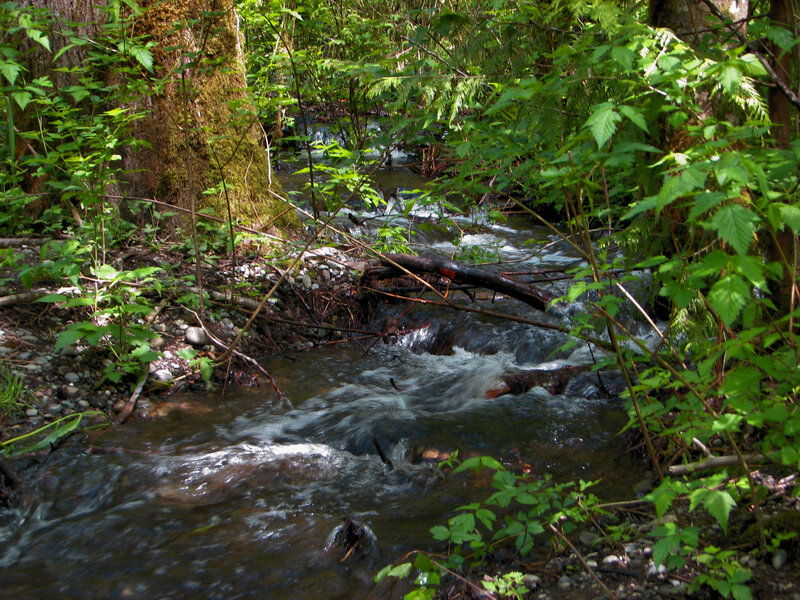 Stream in Forest — Green, Serene, Afternoon, Photograph, Trees, Plants, Rocks