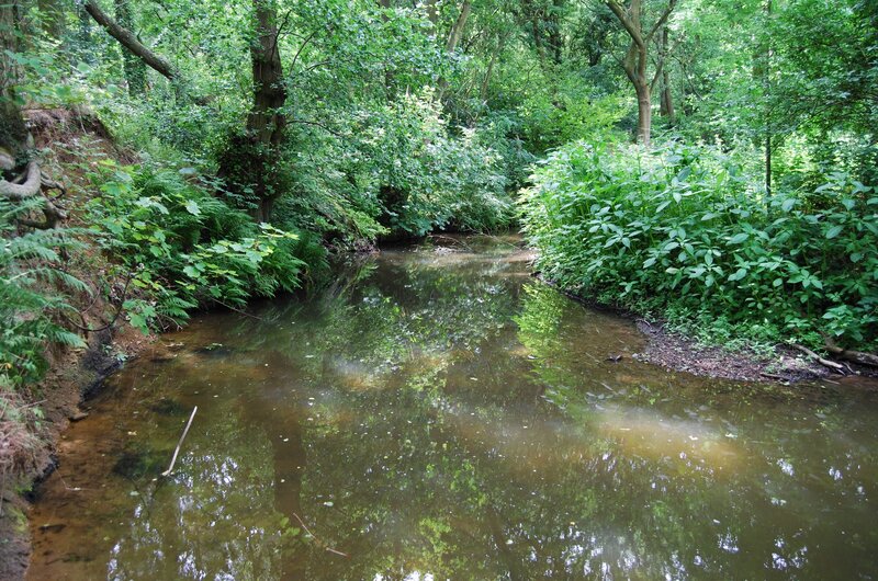 Stream in Forest — Green, Serene, Afternoon, Photograph, Trees, Plants, Water