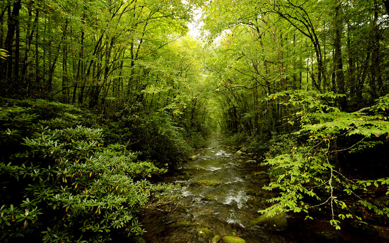 Stream in Forest — Green, Serene, Afternoon, Photograph, Trees, River, Bushes