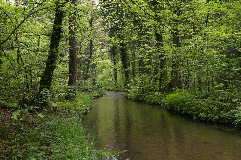 Stream in Forest — Green, Serene, Afternoon, Photograph, Trees, River, Foliage, Brown