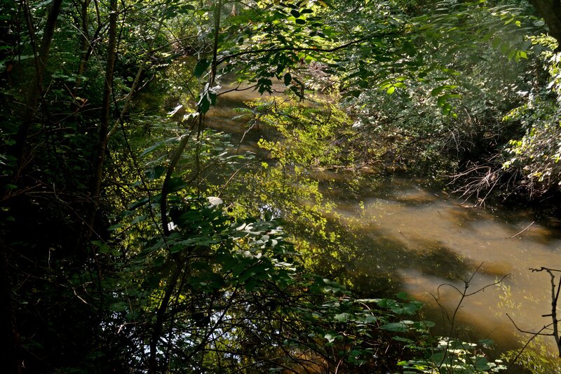 Stream in Forest — Green, Serene, Afternoon, Photograph, Trees, River, Leaves