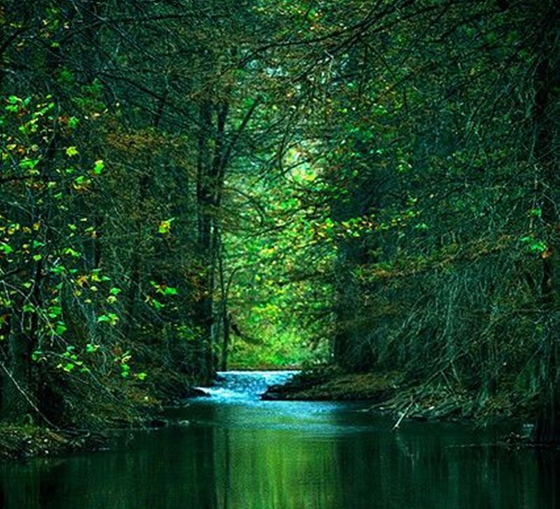Stream in Forest — Green, Serene, Afternoon, Photograph, Trees, River, Light