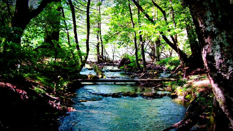 Stream in Forest — Green, Serene, Afternoon, Photograph, Trees, River, Log