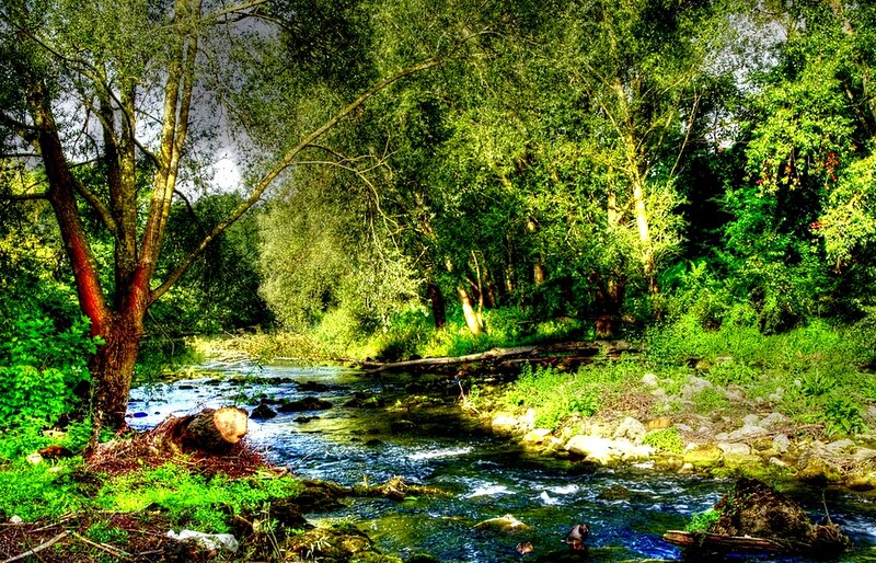 Stream in Forest — Green, Serene, Afternoon, Photograph, Trees, River, Rocks, Duck