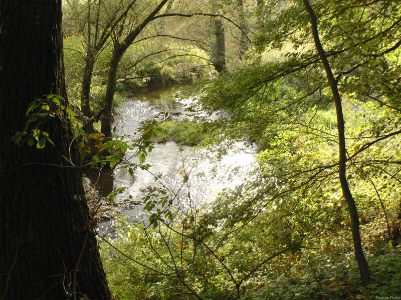 Stream in Forest — Green, Serene, Afternoon, Photograph, Trees, River, Sunlight, Brown