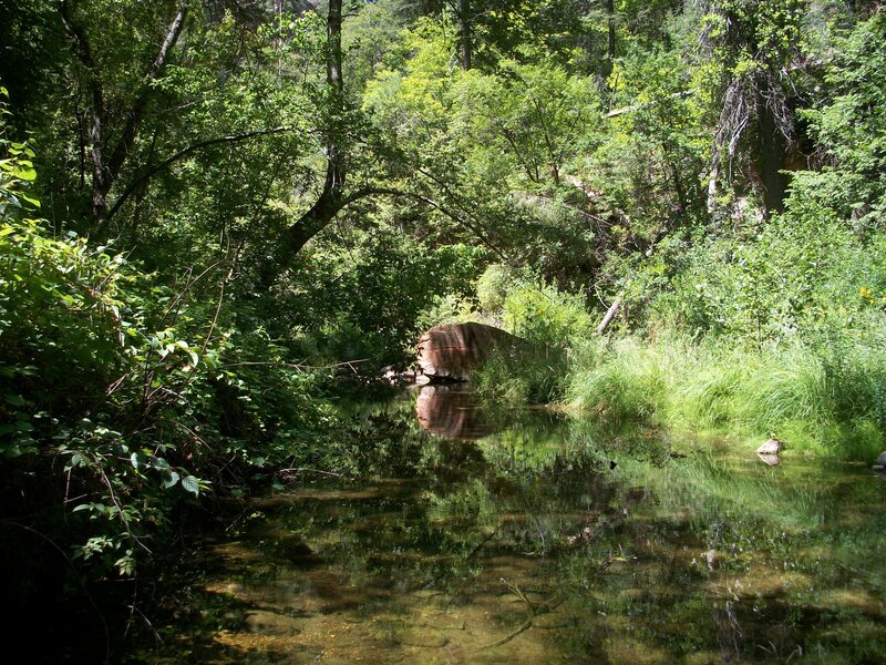 Stream in Forest — Green, Serene, Afternoon, Photograph, Trees, River