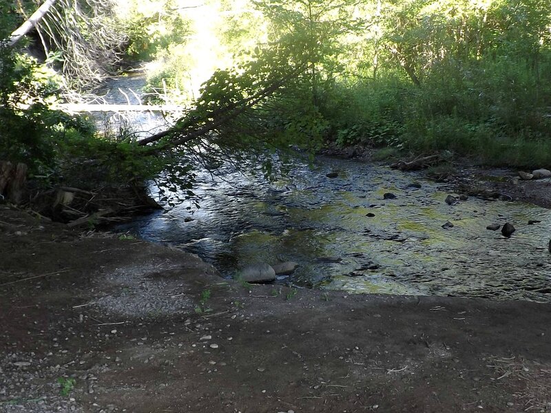 Stream in Forest — Green, Serene, Afternoon, Photograph, Trees, Rocks, Fallen Branch