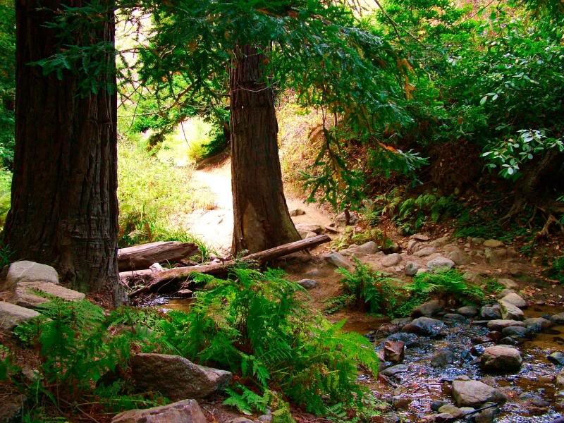 Stream in Forest — Green, Serene, Afternoon, Photograph, Trees, Rocks, Ferns