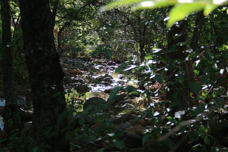 Stream in Forest — Green, Serene, Afternoon, Photograph, Trees, Rocks, Leaves, Brown