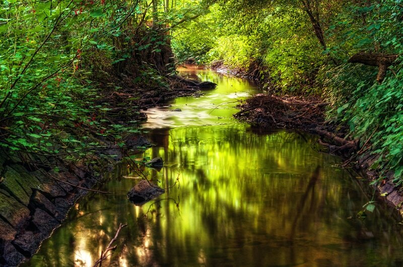 Stream in Forest — Green, Serene, Afternoon, Photograph, Trees, Rocks, Leaves