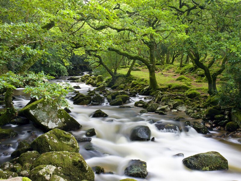 Stream in Forest — Green, Serene, Afternoon, Photograph, Trees, Rocks, Moss, White, Gray
