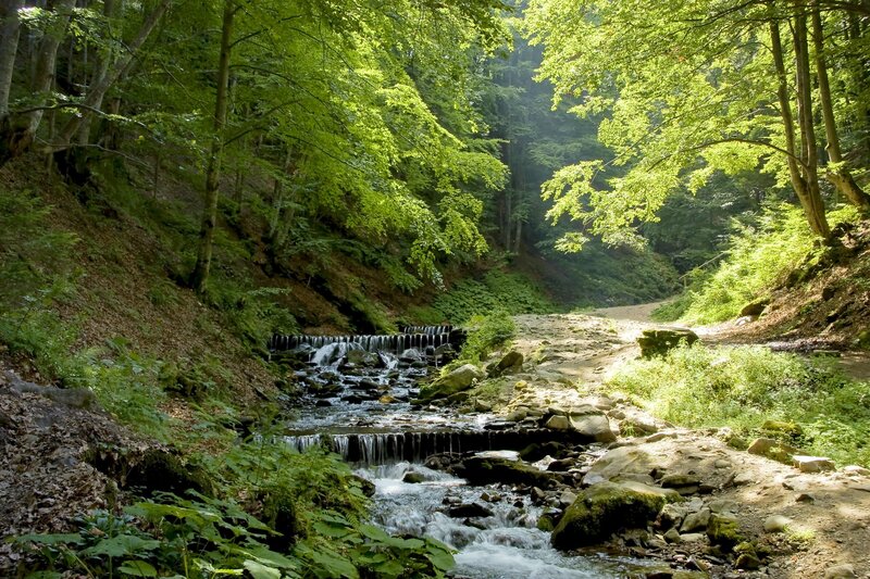 Stream in Forest — Green, Serene, Afternoon, Photograph, Trees, Rocks, Path