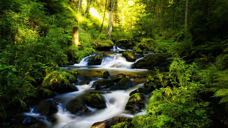 Stream in Forest — Green, Serene, Afternoon, Photograph, Trees, Rocks, Plants