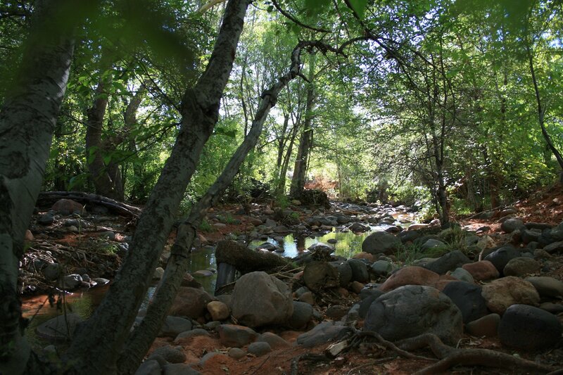 Stream in Forest — Green, Serene, Afternoon, Photograph, Trees, Rocks, River, Brown, Gray