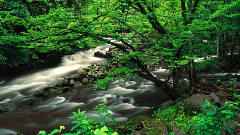 Stream in Forest — Green, Serene, Afternoon, Photograph, Trees, Rocks, River, Brown, White